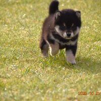 画像1440：2026.3.29生まれ黒雌