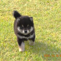 画像1441：2026.3.29生まれ黒雌