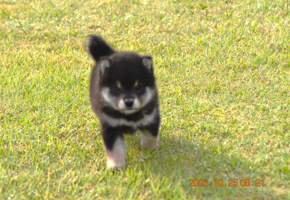 画像1441：2026.3.29生まれ黒雌