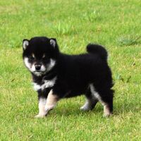 画像1442：2026.3.29生まれ黒雌