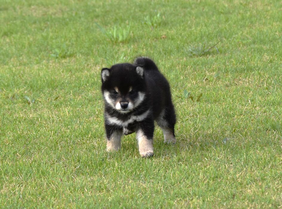 画像1443：2026.3.29生まれ黒雌