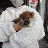 画像1532：2026.3.29生まれ黒雌
