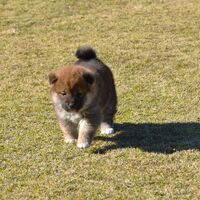 画像1564：2026.3.29生まれ黒雌