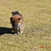 画像1568：2026.3.29生まれ黒雌