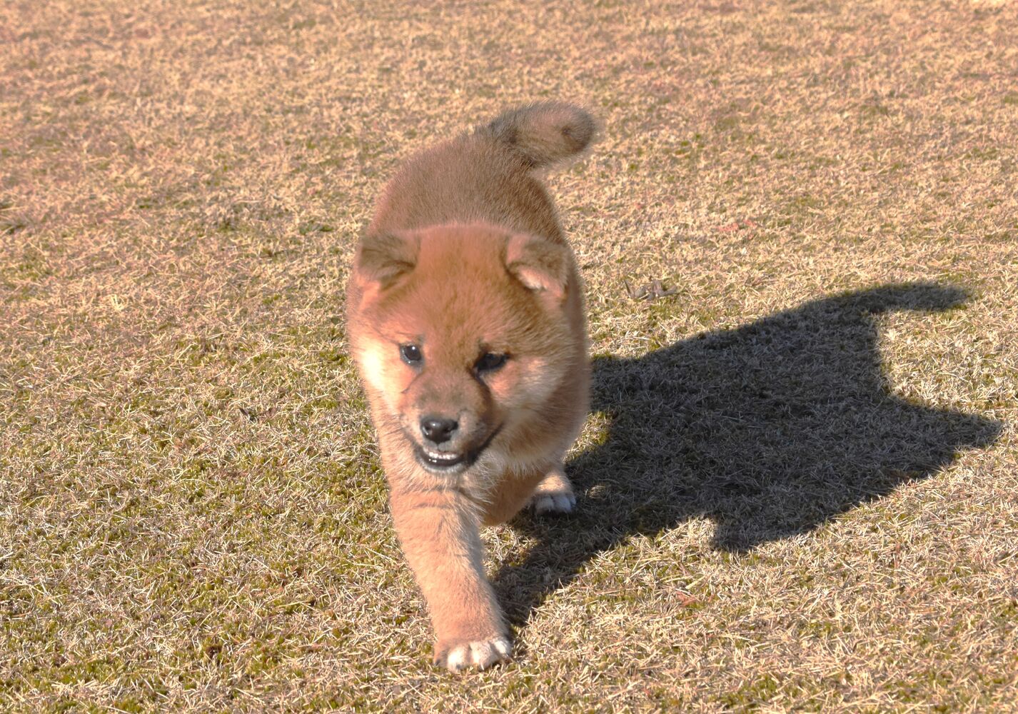 ブログ画像