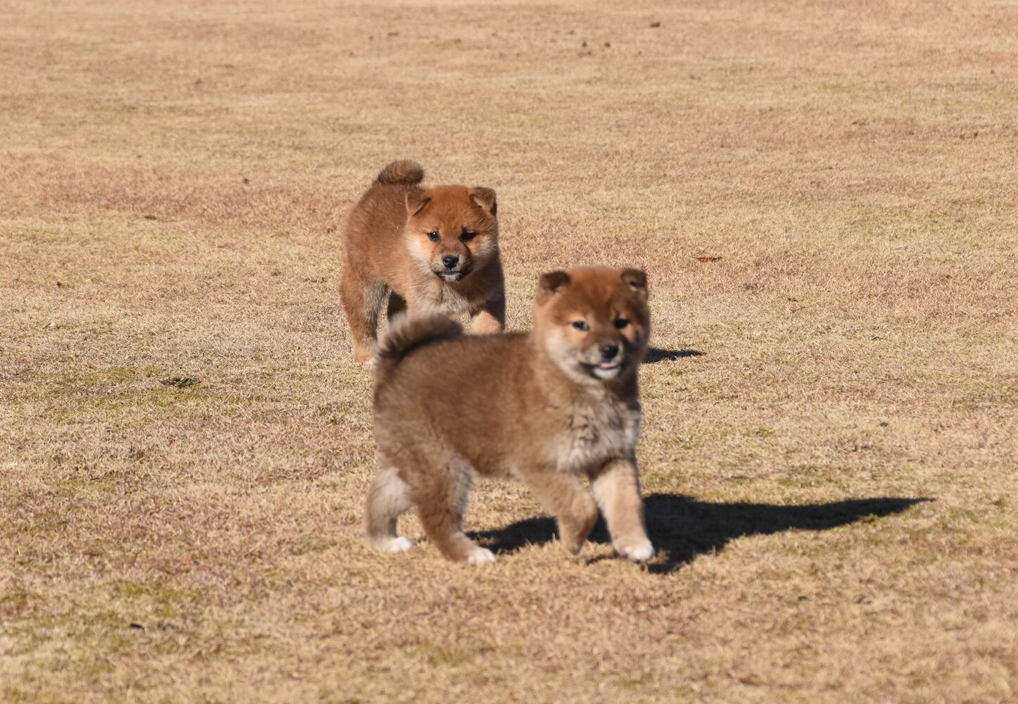 ブログ画像