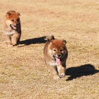 ブログ画像