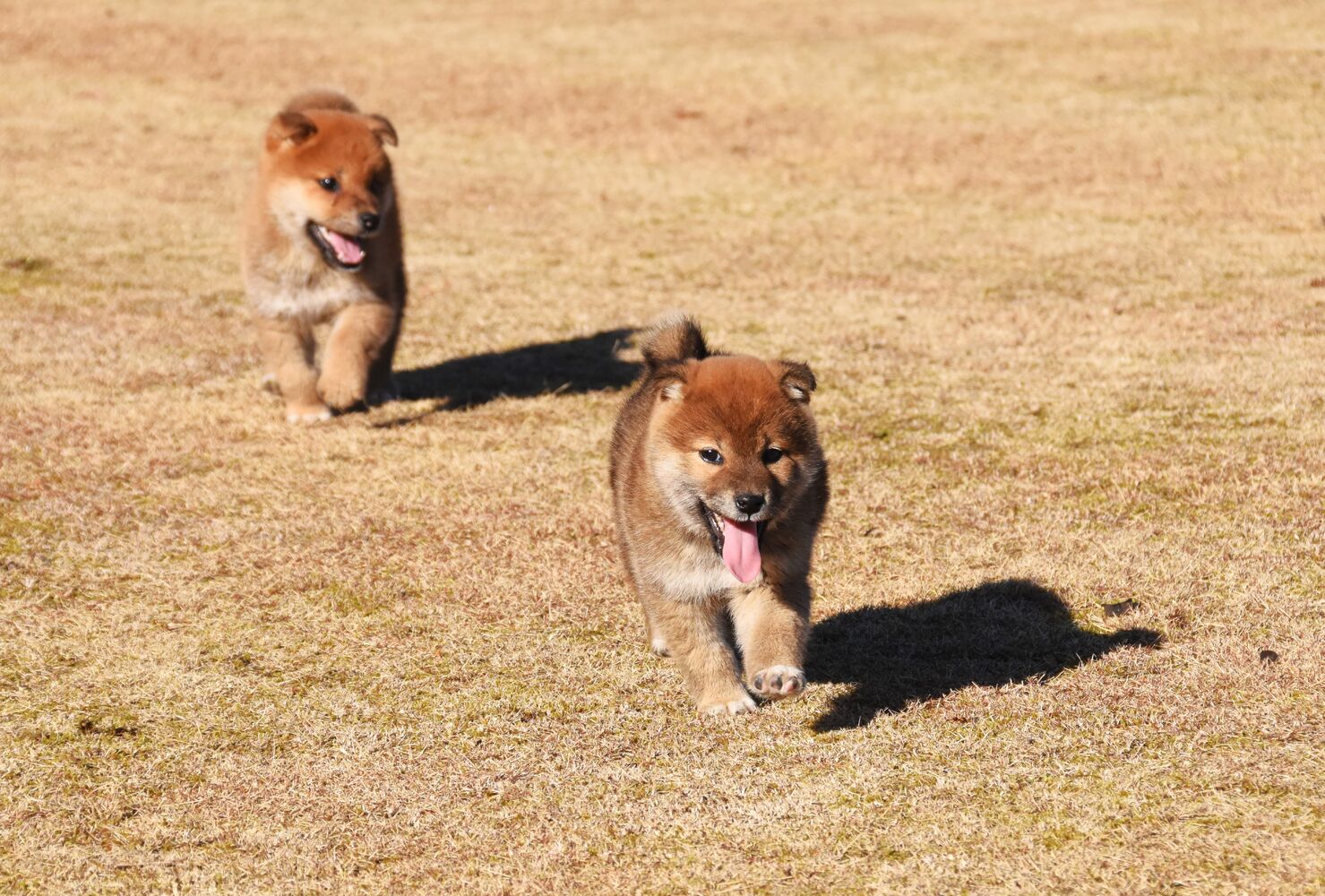 ブログ画像