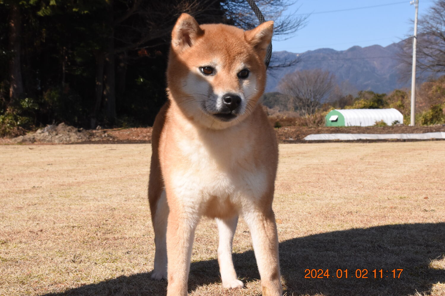 ブログ画像