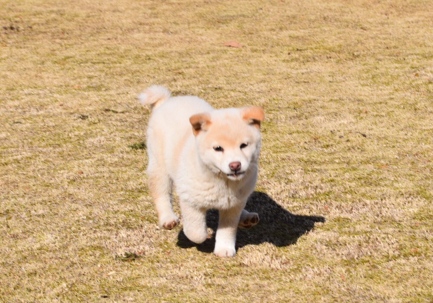 ブログ画像
