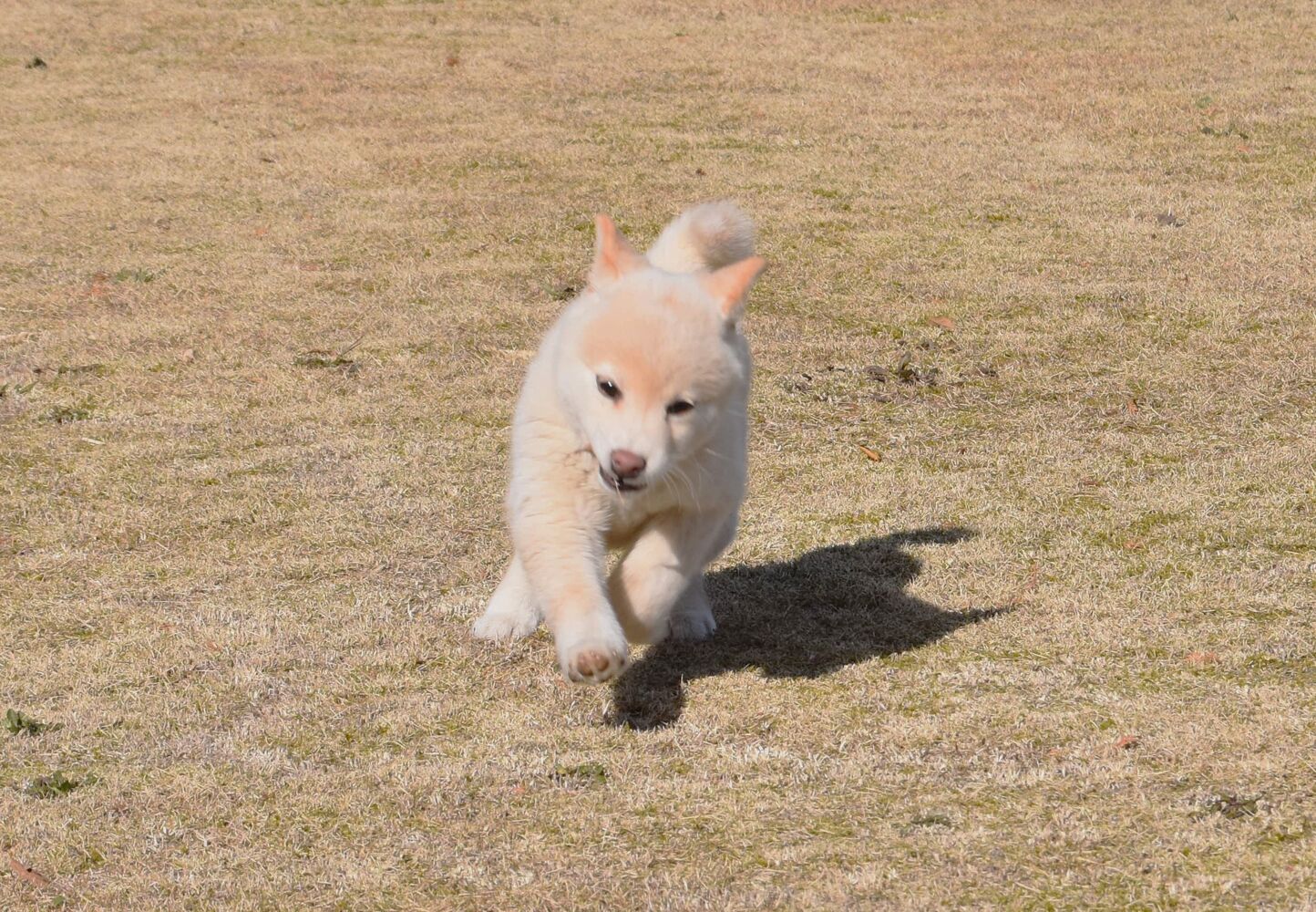 ブログ画像