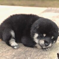 画像1787：2026.3.29生まれ黒雌