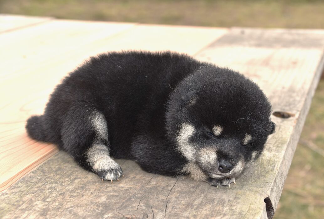 画像1787：2026.3.29生まれ黒雌