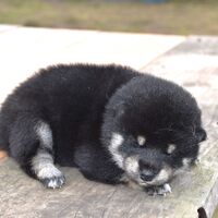 画像1788：2026.3.29生まれ黒雌