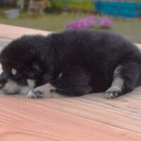 画像1789：2026.3.29生まれ黒雌