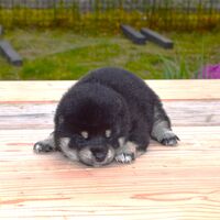 画像1790：2026.3.29生まれ黒雌