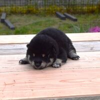 画像1791：2026.3.29生まれ黒雌