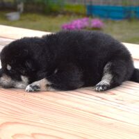 画像1793：2026.3.29生まれ黒雌