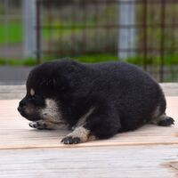 画像1795：2026.3.29生まれ黒雌