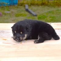 画像1797：2026.3.29生まれ黒雌