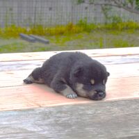 画像1798：2026.3.29生まれ黒雌