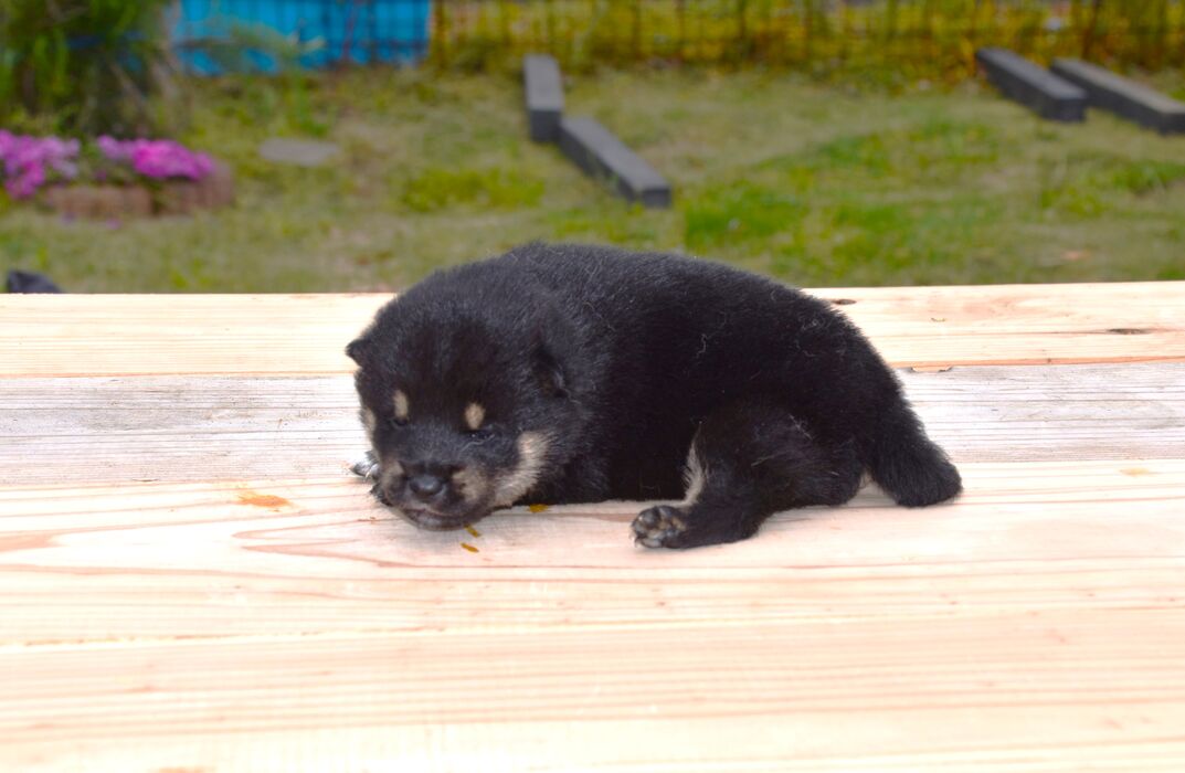 画像1804：2026.3.29生まれ黒雌