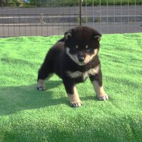 画像1808：2026.3.29生まれ黒雌