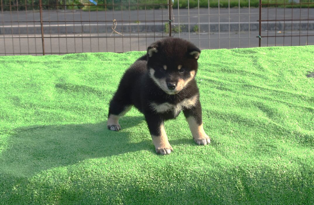 画像1808：2026.3.29生まれ黒雌