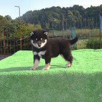 画像1809：2026.3.29生まれ黒雌