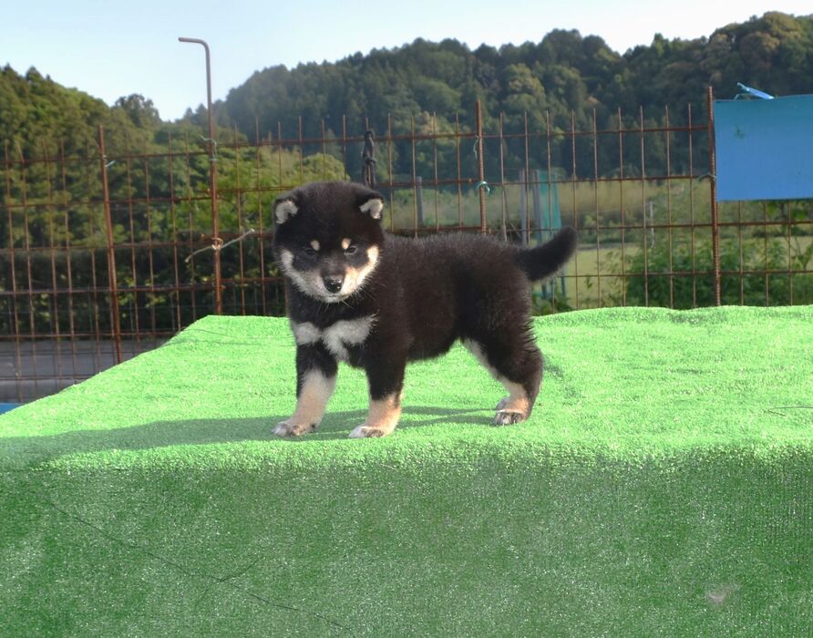 画像1809：2026.3.29生まれ黒雌