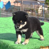 画像1813：2026.3.29生まれ黒雌