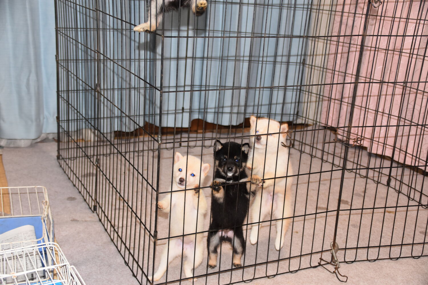 ブログ画像