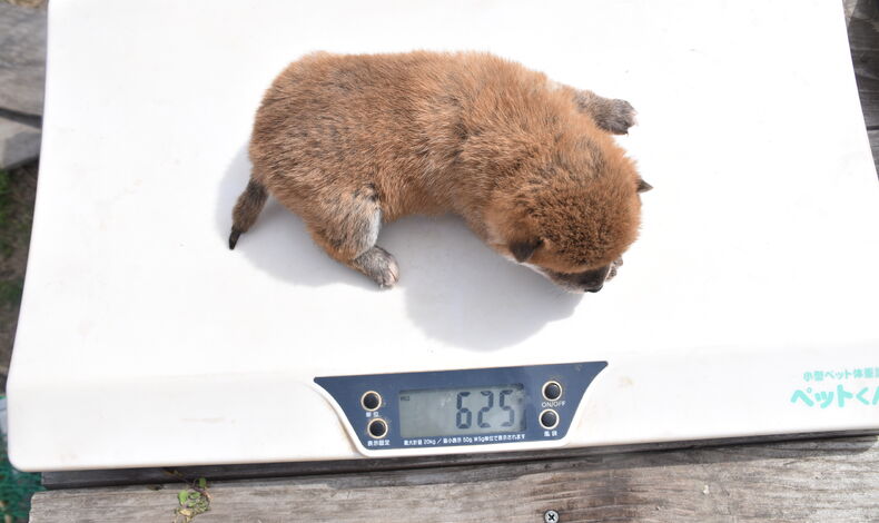 画像2239：恋歌の仔犬成長記録2025.3.14