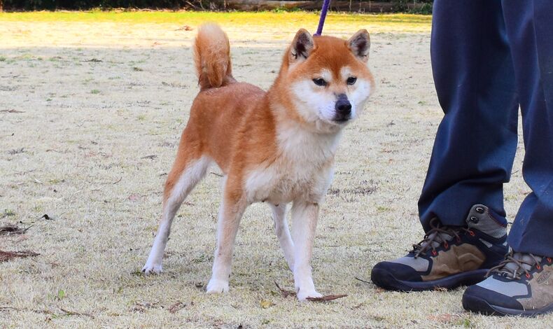 画像2279：2月14日生まれの父犬と母犬の画像アップいたします