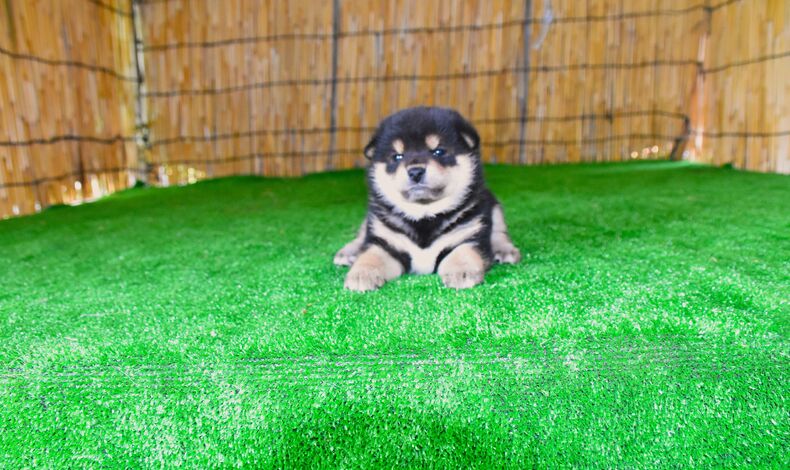 画像2323：非売品です　福天の黒龍号Xかな号の仔犬　　超1級品