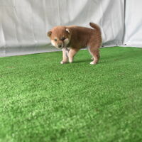 画像2348：2026.3.29生まれ黒雌