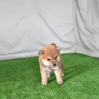 画像2352：2026.3.29生まれ黒雌