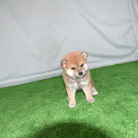 画像2353：2026.3.29生まれ黒雌