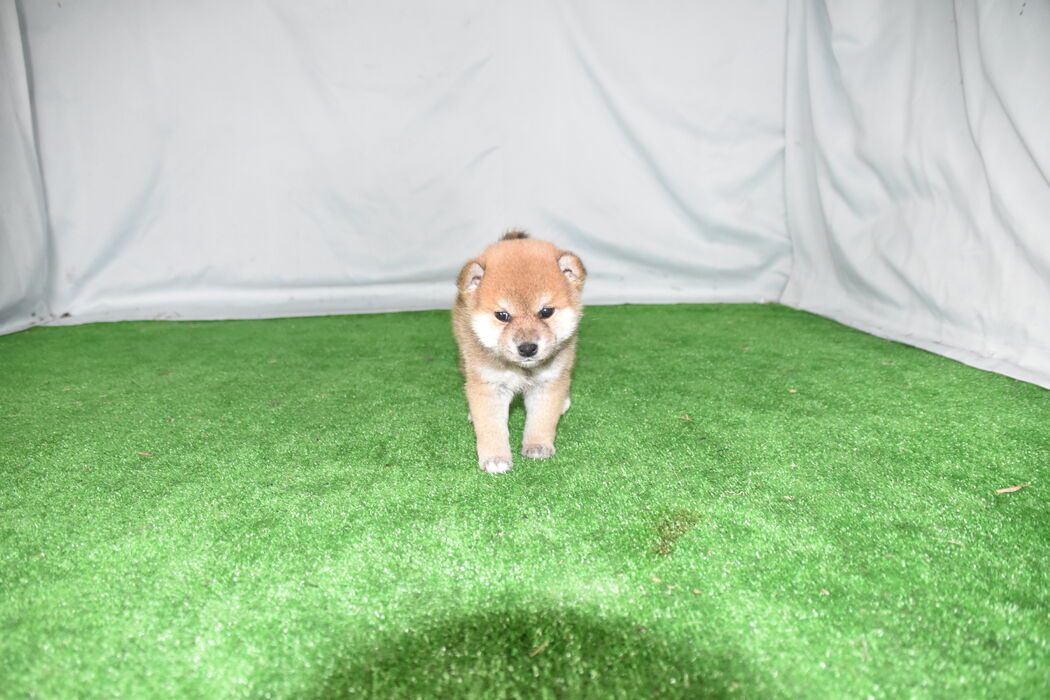 画像2355：2026.3.29生まれ黒雌