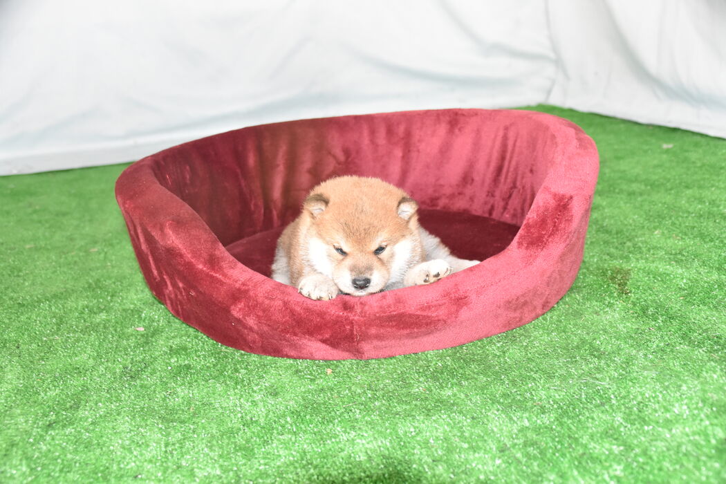 画像2382：2026.3.29生まれ黒雌