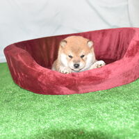 画像2383：2026.3.29生まれ黒雌