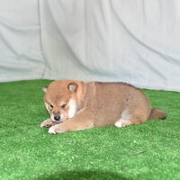 画像2384：2026.3.29生まれ黒雌