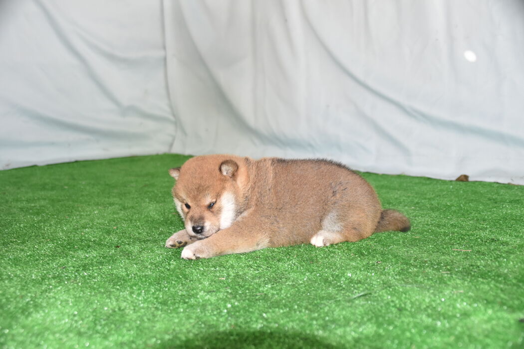 画像2384：2026.3.29生まれ黒雌
