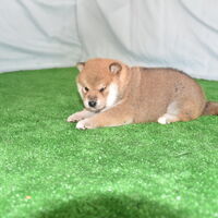画像2385：2026.3.29生まれ黒雌