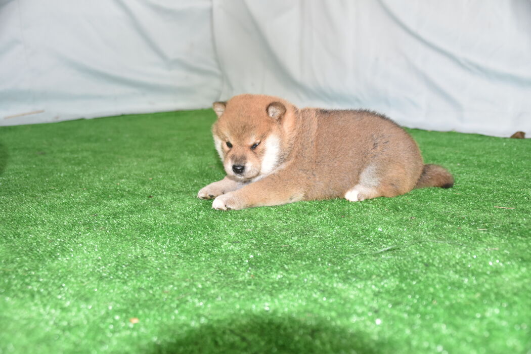 画像2385：2026.3.29生まれ黒雌