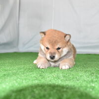 画像2387：2026.3.29生まれ黒雌