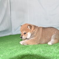 画像2389：2026.3.29生まれ黒雌
