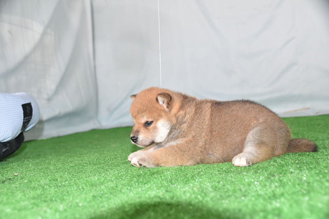 画像2389：2026.3.29生まれ黒雌