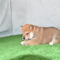 画像2390：2026.3.29生まれ黒雌