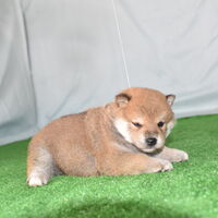 画像2391：2026.3.29生まれ黒雌